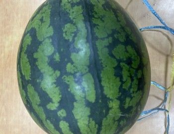 수박 후원.jpg