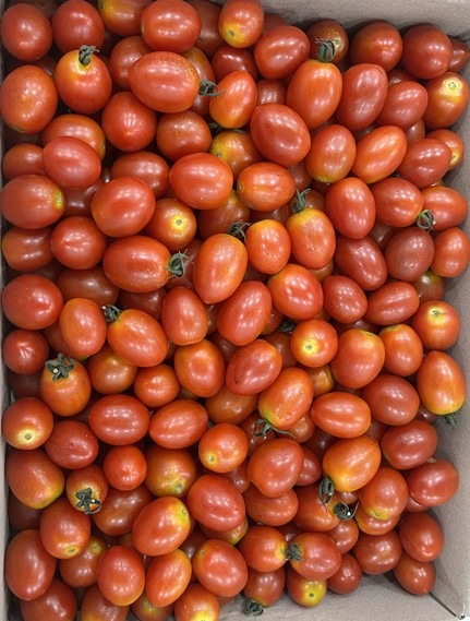 부여캠프힐 토마토.jpg
